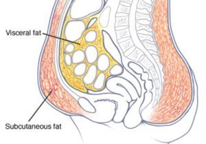 Mayo Clinic Explains Belly Fat After Menopause